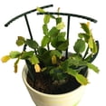 thumbnail image 4 of Garden Plant Vine Frame Support Planting Fruit Rack Patio Climbing Trellis Grid T-type 6pcs, 4 of 8