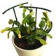 thumbnail image 3 of Soporte para plantas Macarena de marco de bricolaje para enrejado, 3 of 8