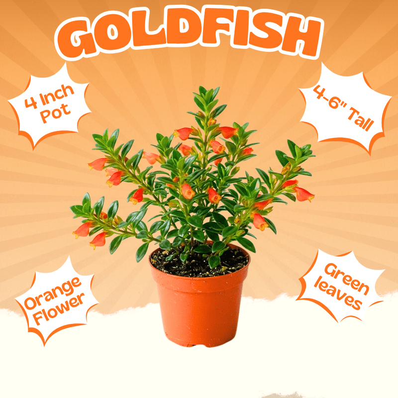 Orange Goldfish Live Plant, Trailing Goldfish Plant Live, Bright Orange Flowers Indoor Plant, 4-7 Inches Tall in 4 Inch Pot for Planting