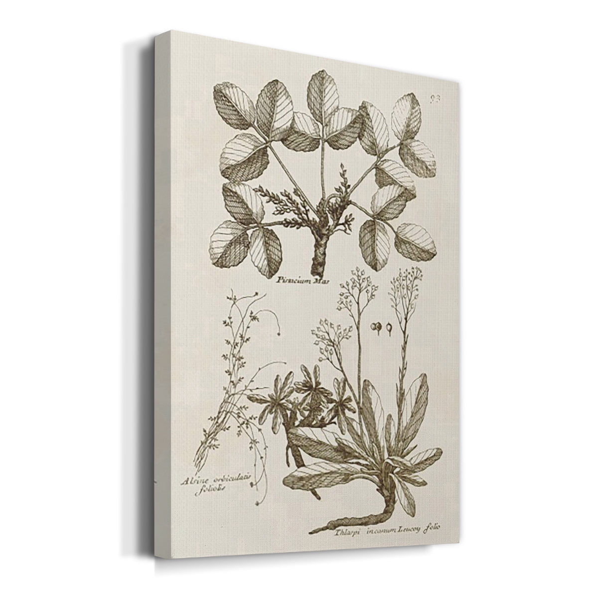 Sepia Botanical Journal VI Premium Gallery Wrapped Canvas - Ready to Hang