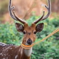 thumbnail image 3 of KAKOWELY deer drags rope Hunting Strap Nylon Deer Carrier Outdoor Dragging Rope Accessory Deer Hunting Rope Hunting Belt47.24"X1.57"X0.08", 3 of 4