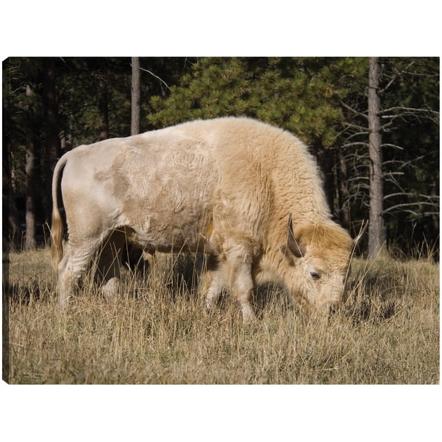 Cuadro Decorativo - Bisonte blanco místico Jr Impresión en canvas, estrechado.