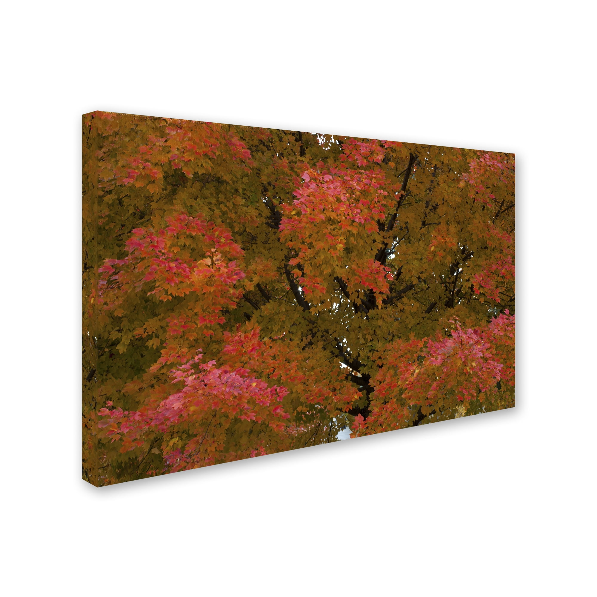 Trademark Fine Art "Autumn Maple Splendor" Canvas Art by Kurt Shaffer