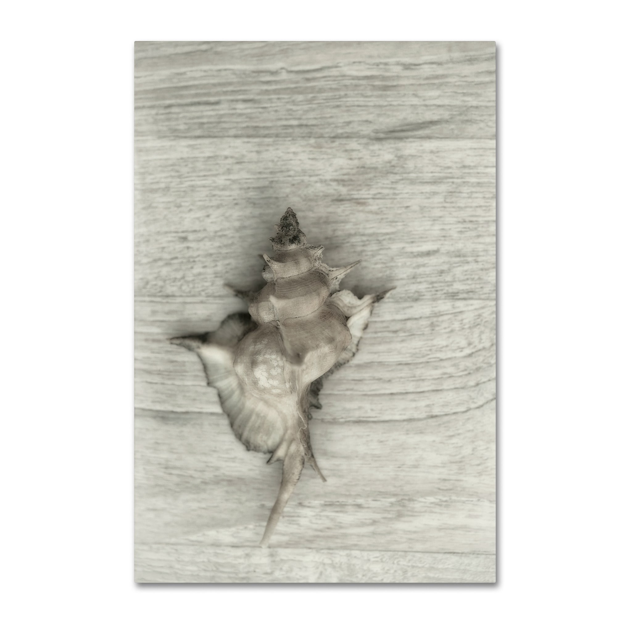 Trademark Fine Art 'Murex Shell' Canvas Art by Cora Niele