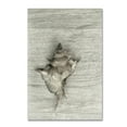 thumbnail image 2 of Trademark Fine Art 'Murex Shell' Canvas Art by Cora Niele, 2 of 4