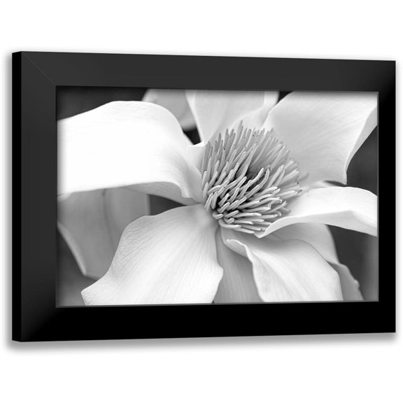 Schell, Jennie Marie 14x11 Black Modern Framed Museum Art Print Titled - Magnolia Flower Macro Black and White 3