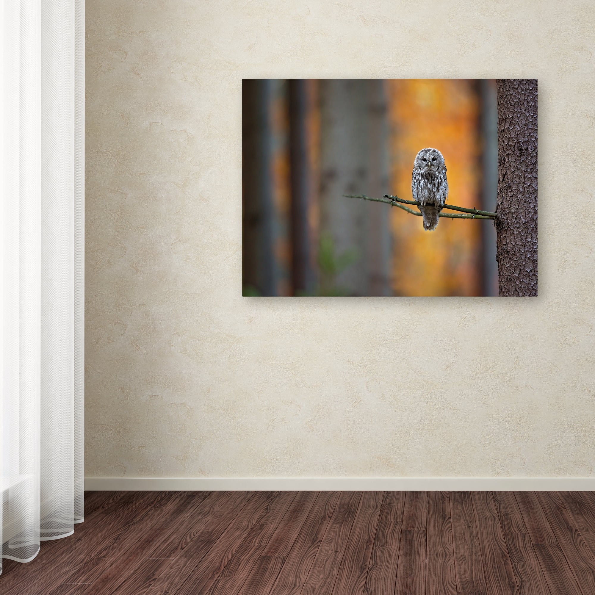 Trademark Fine Art 'Tawny Owl' Canvas Art by Milan Zygmunt