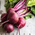 thumbnail image 2 of HIGHGW Beet Seeds (200 Seeds, Early Wonder Beet), 2 of 2