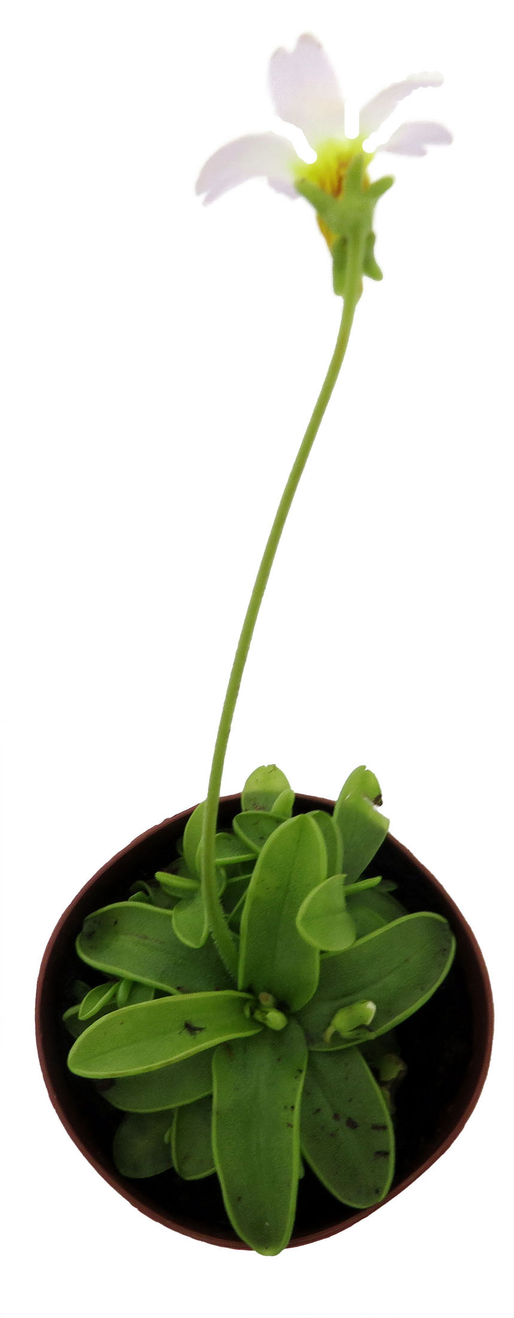 Carnivorous Butterwort Plant - Pinguicula primuliflora - 2" Pot -  Walmart.com