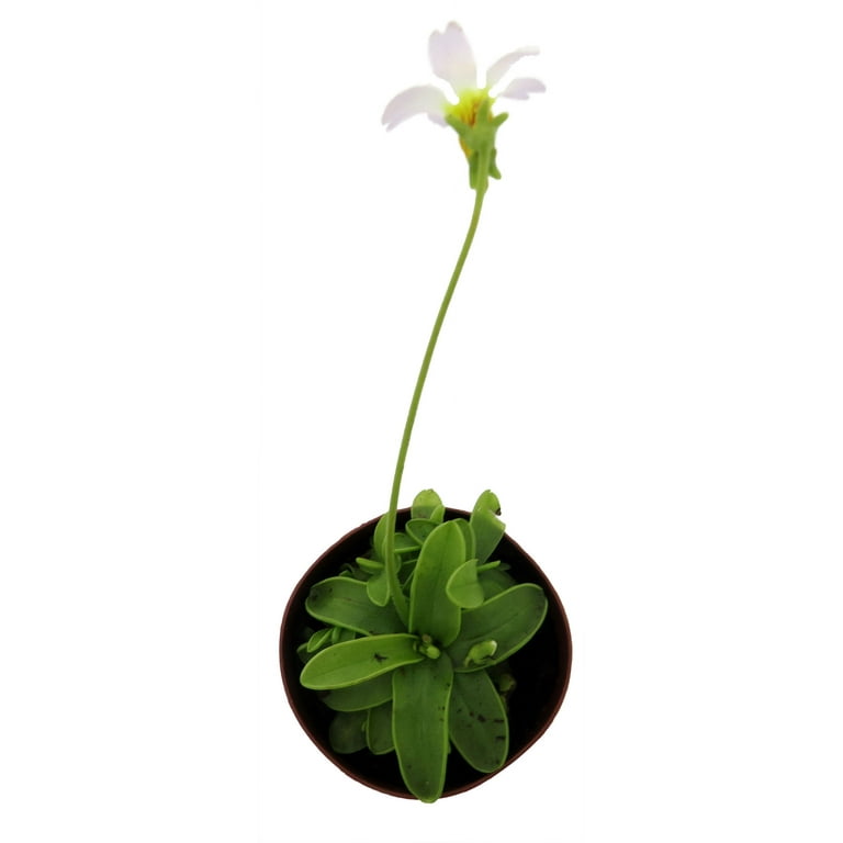 Carnivorous Butterwort Plant - Pinguicula primuliflora - 2" Pot