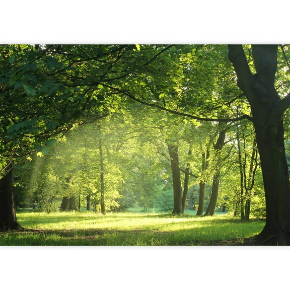 wall26 - Trees in a Summer Forest - Removable Wall Mural | Self-Adhesive Large Wallpaper - 66x96 inches