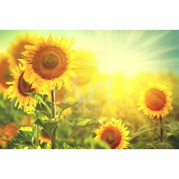 Sunflower Field Beautiful Sunflowers Blooming on the Field Growing Yellow Flowers, Botanical Scenic Unframed Photographic Print Wall Art by Subbotina Anna Sold by ArtCom