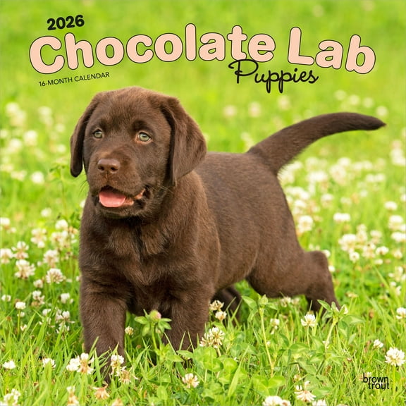 Chocolate Labrador Retriever Puppies | 2026 12x24" (Hanging) Square Wall Calendar