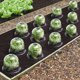 thumbnail image 1 of Campana de ensalada x12 invernadero protector para plantas-Aleko ACTIVE Biensenido a ACTIVE, 1 of 5