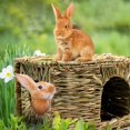 thumbnail image 3 of NETSENG Extra Large Grass House for Rabbits,Hand Crafted Natural Grass Hideaway Foldable Bed Hut with Openings Playhouse for Bunny Guinea Pig Chinchilla Ferret for Play and Sleep 38cm*28cm*25cm, 3 of 4