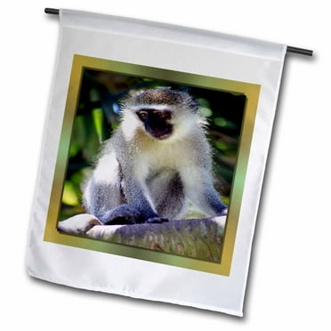 3dRose African Monkey - Garden Flag, 12 by 18-inch