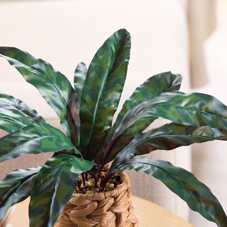 Better Homes & Gardens Artificial Rattlesnake Plant in Rattan Vase, 13 inch