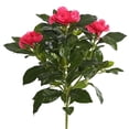 thumbnail image 1 of 14,5 Po. Buisson de Gardenia Beauté, 1 of 1