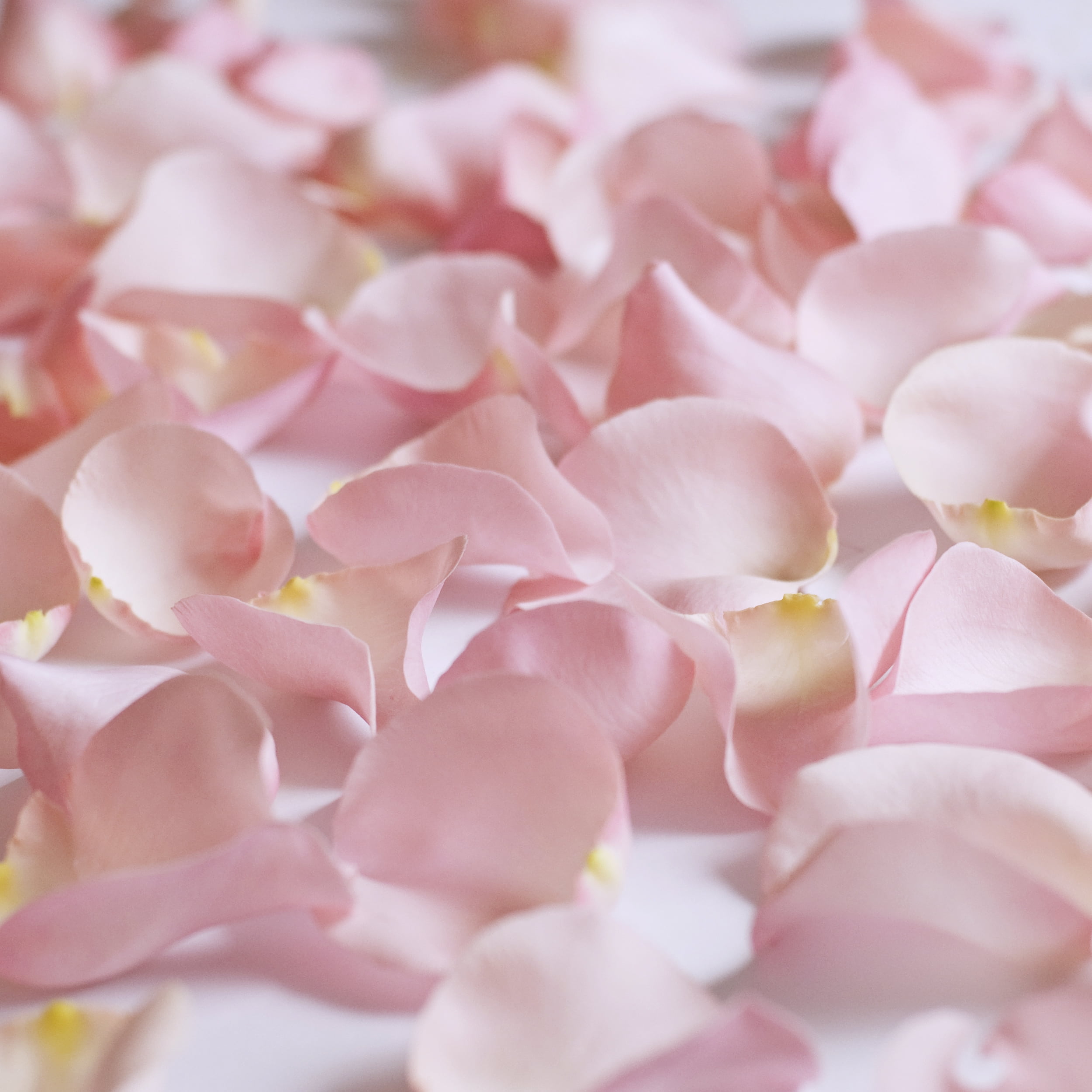 Fresh Pink Rose Petals, Approximately 3000 units by InBloom Group