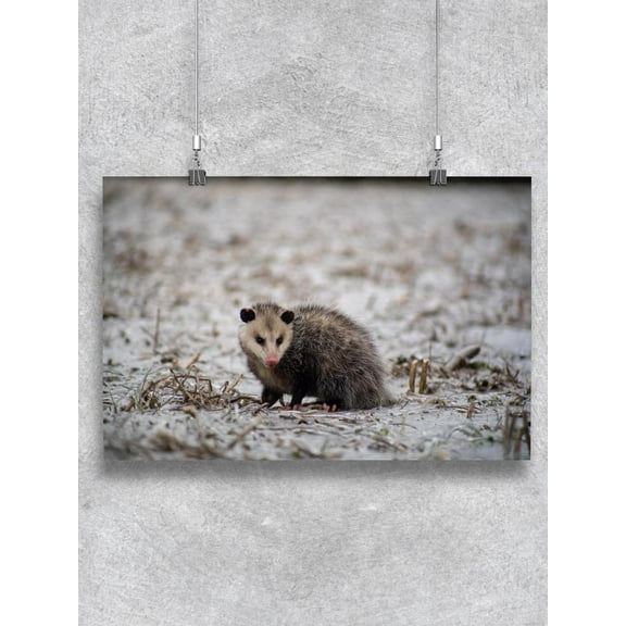 Opossum Sitting Poster - Image by Shutterstock,