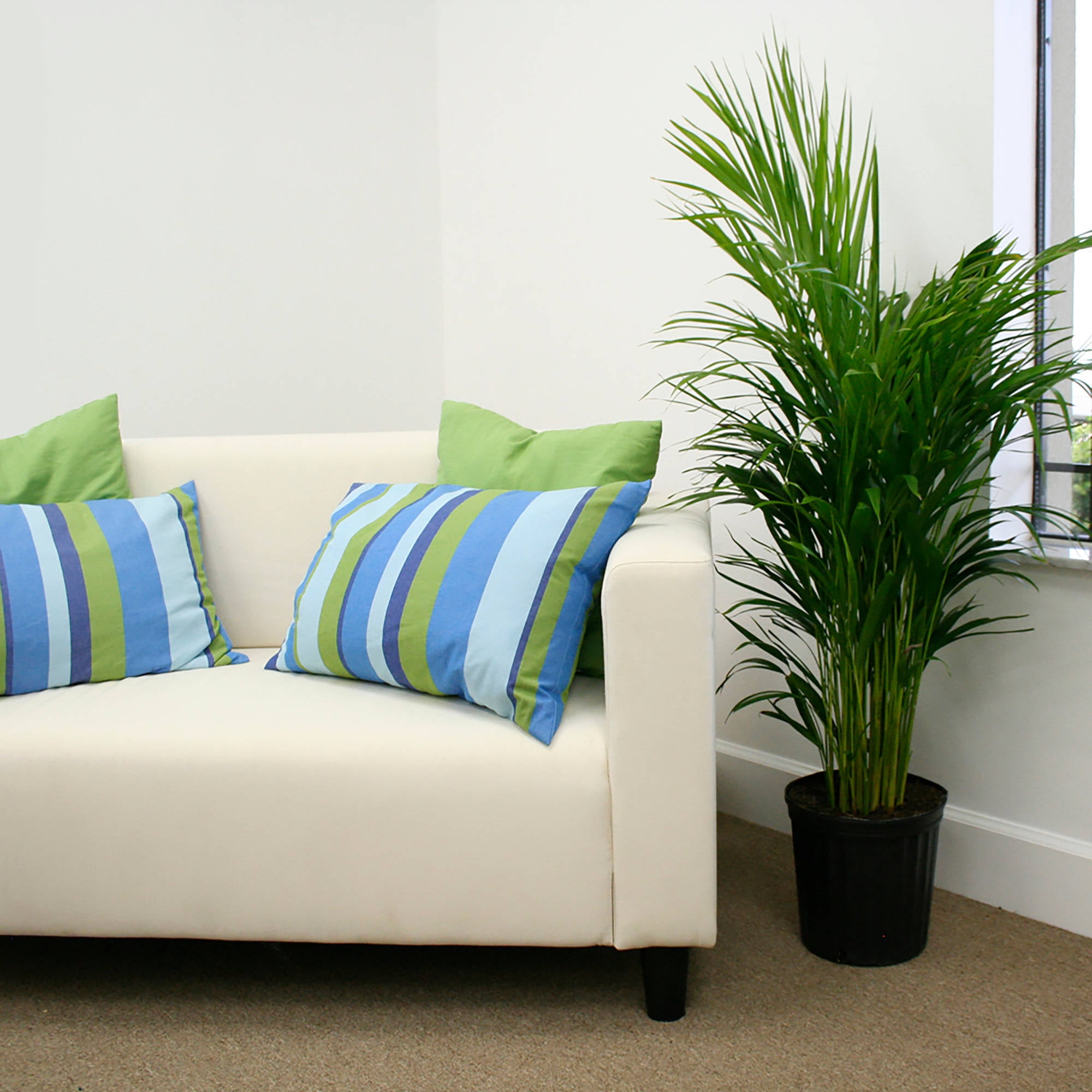 Delray Plants Areca Palm Dypsis Lutescens Easy To Grow Live House Delray Plants Areca Palm Dypsis Lutescens Easy To Grow Live House Plant 10 Inch Grower Pot