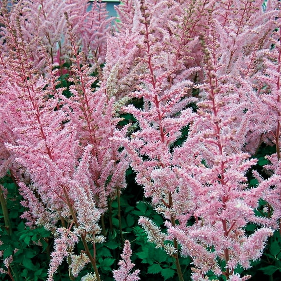 Direct Gardening Rheinland Astilbe Dormant Bare Root Pink Flowering Perennial Starter Plant Roots 10 Pk