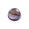 ED SPELDY EAST TC102 Terrain-Small Scorpion Gold Purple Background