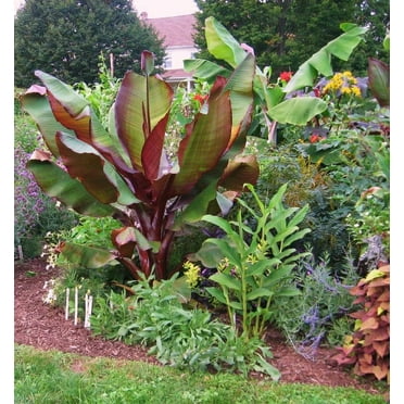 Ensete Maurelii - Live Indoor Red Abyssinian Banana Plant, Cold Hardy ...