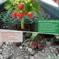 thumbnail image 4 of AXKIIN 10 Packs Strawberry Supports, Strawberry Planting Rack with 4 Sturdy Support Feet, Strawberry Supports for Garden, Strawberry Plant Support Prevent Strawberry Rot., 4 of 6