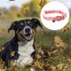 thumbnail image 3 of Woballe Classic Dog Collar para perros pequeños, medianos y grandes, cincha suave, tamaño ajustable MFZFUKR CPB-US-YY789-2, 3 of 5