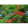 thumbnail image 2 of Richardson, Larry 32x23 Black Ornate Wood Framed with Double Matting Museum Art Print Titled - Royal Poinciana tree produces beautiful red flowers, 2 of 4