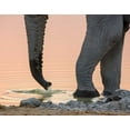 thumbnail image 2 of Kaveney, Wendy 32x26 Gold Ornate Wood Framed with Double Matting Museum Art Print Titled - Namibia, Etosha NP Drinking elephant at sunset, 2 of 4