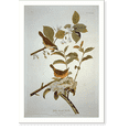 thumbnail image 2 of Historic Framed Print, Yellow-breasted Warbler, 17-7/8" x 21-7/8", 2 of 9