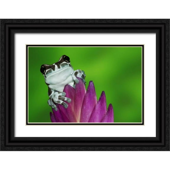 Flaherty, Dennis 18x13 Black Ornate Wood Framed with Double Matting Museum Art Print Titled - Brazil, Amazon Basin Amazon milk frog