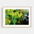 thumbnail image 2 of hello dill - Photography Botanical Floral Garden Nature Flowers Scenic Unframed Wall Art Print 40 x 60 inches, 2 of 7
