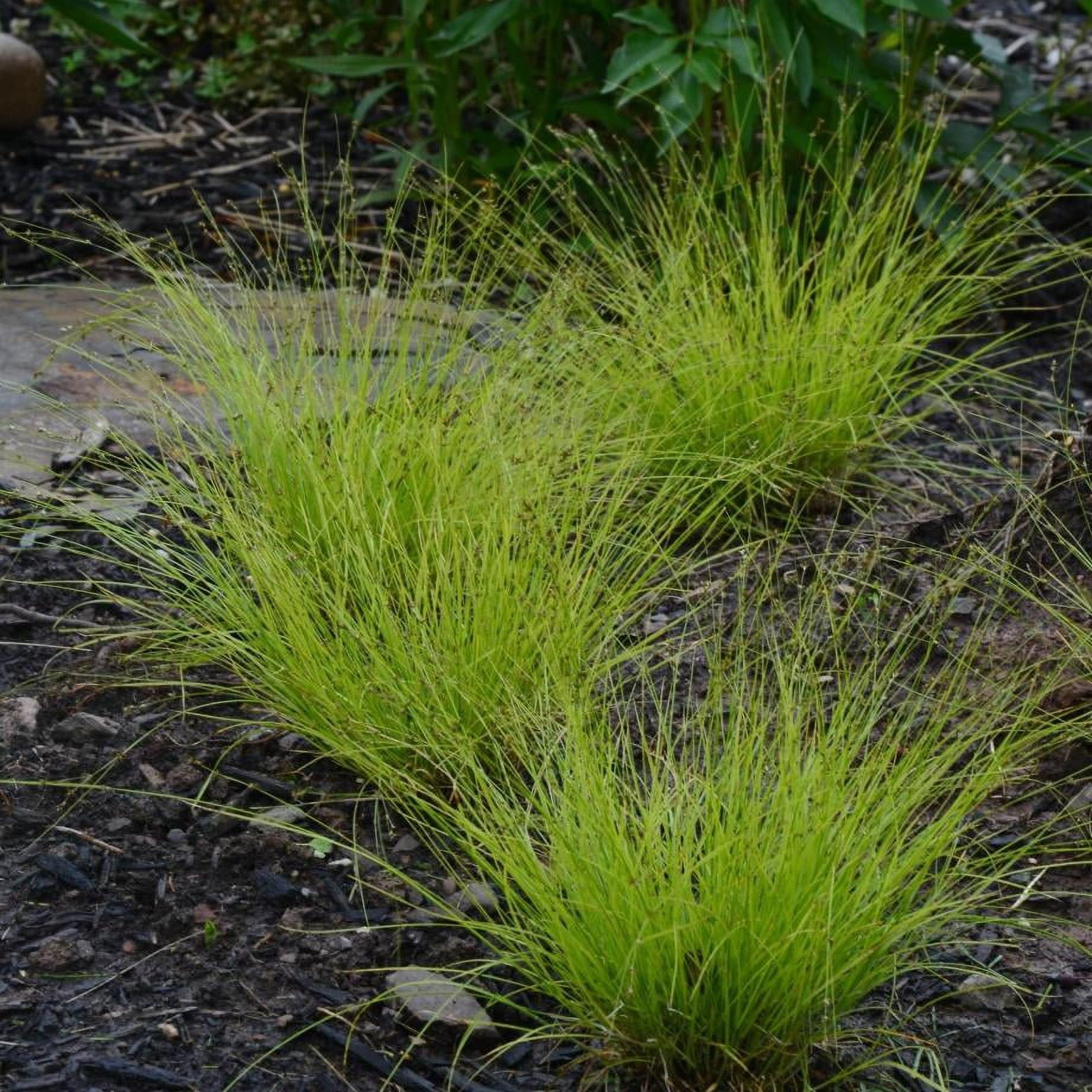 Classy Groundcovers, Carex appalachica, Similar to C
