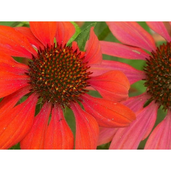 3 Sombrero Salsa Red Cone Flower/ Echinacea in 4 Inch Pots