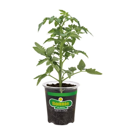 Bonnie Plants Jet Star Tomato 19.3 oz., Live Plant