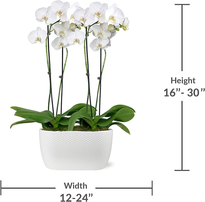 Just Add Ice 16-30" White and Yellow Premium Orchid Duo Live Plants in 10" White Dot Ceramic Planter, House Plant