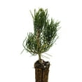 thumbnail image 2 of The Jonsteen Company Mugo Pine Live Tree, Eco-Friendly, 2 of 8