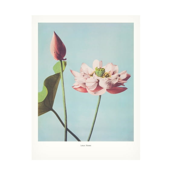 Trademark Fine Art Pictufy Lotus Flowers Canvas Wall Art