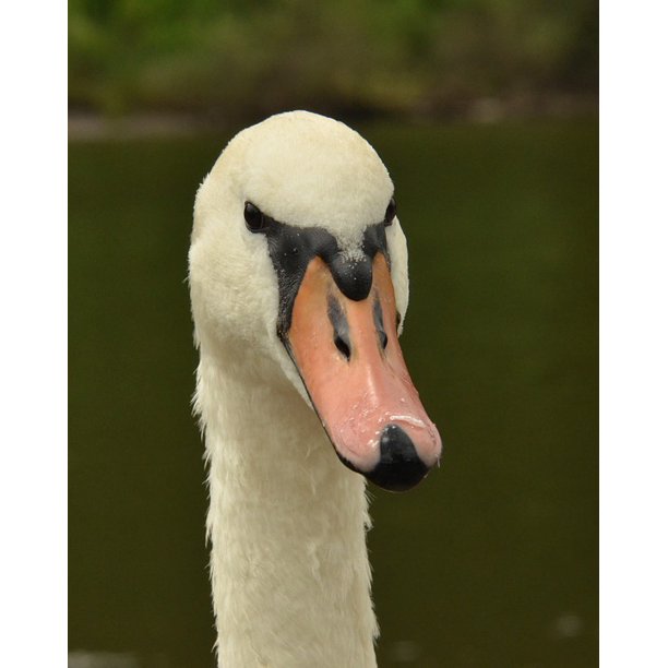 Beak Waterfowl Mute Swan Swan Bird White Head20 Inch By 30 Inch