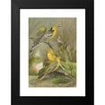 thumbnail image 2 of Johann Friedrich Naumann 14x18 Black Modern Framed Museum Art Print Titled - Budytes Citreolus, Budytes Campestris, 2 of 5