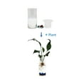 thumbnail image 2 of Modern Hydroponic Peace Lily in Glass Cylinder Vase, NASA-Approved Air Purifying Indoor Plant, Live Houseplant, 2 of 8