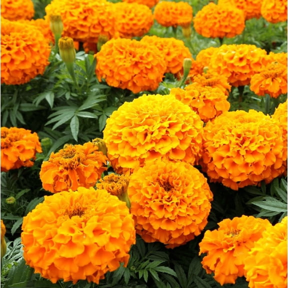 African Marigold Orange Plant Live for Planting, Orange Marigold Live Plant 8-12 Inch Tall in 4 Inch Pot, Live Marigold Plant