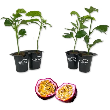 Purple Possum Passion Fruit Plant - 4 Live Starter Plants - Edible Fruit Bearing Vine for The Patio and Garden