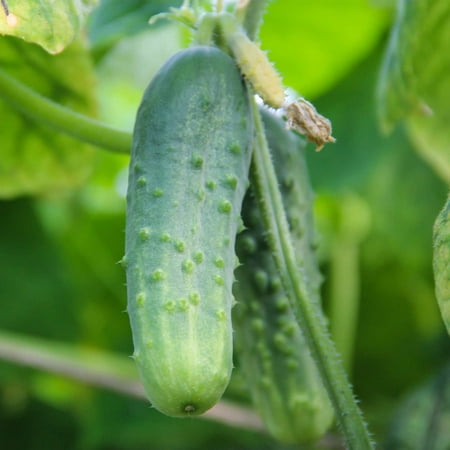 Boston Pickling Cucumber Garden Seeds - 1 Oz - Non-GMO, Heirloom Vegetable Gardening Seeds - Cucumis