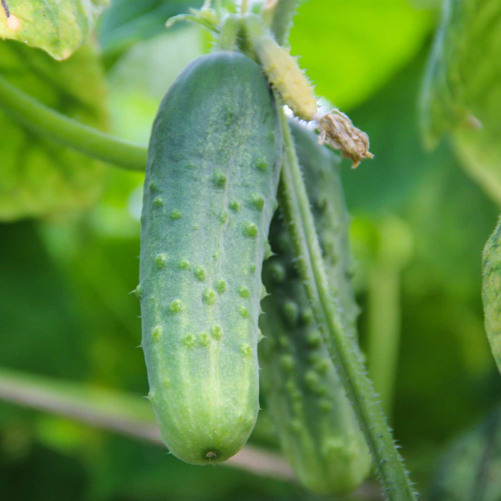 Boston Pickling Cucumber Garden Seeds 1 Oz NonGMO, Heirloom