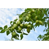 5 JOJOBA Simmondsia Chinensis Fruit Nut Oil Evergreen Shrub Seeds