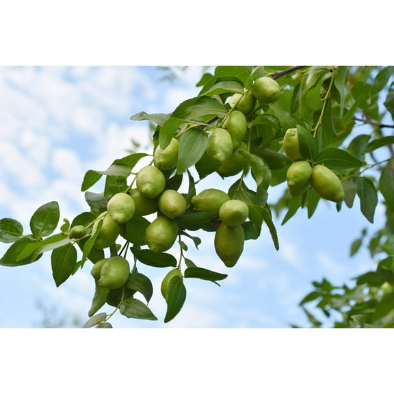 5 JOJOBA Simmondsia Chinensis Fruit Nut Oil Evergreen Shrub Seeds